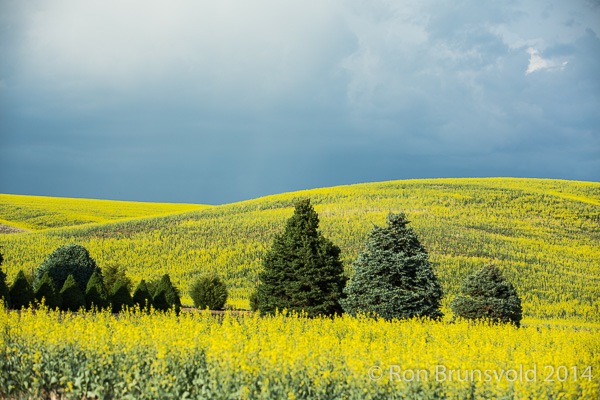 Canola Field, Palouse