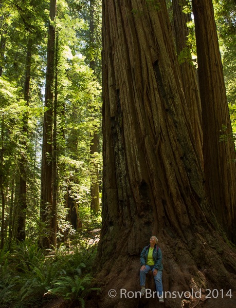 Redwoods National Park