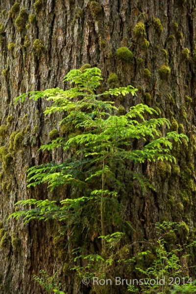 Hoh Rain Forest