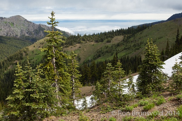 Hurricane Ridge