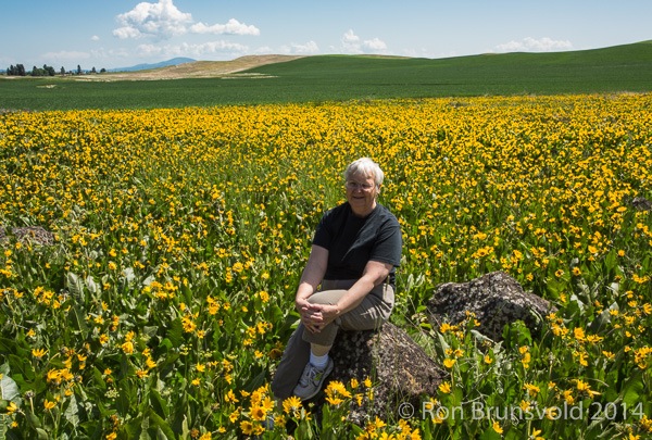 Palouse Field